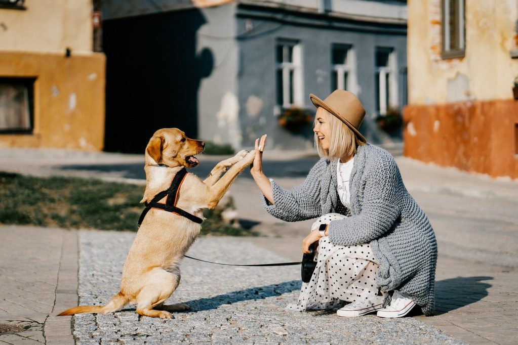 A woman in a knitted cardigan and hat interacts with a happy yellow Labrador dog, teaching it to give a high five in a sunny outdoor setting.