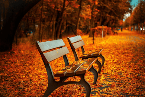 Two park benches surrounded by autumn leaves on a quiet street. See description.